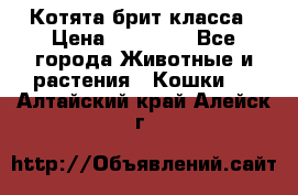 Котята брит класса › Цена ­ 20 000 - Все города Животные и растения » Кошки   . Алтайский край,Алейск г.